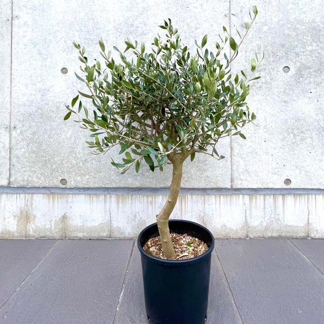 レビュー高評価の商品 □SOJU OLIVE □ 創樹オリーブ | CELENA その他観葉植物